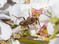 Nomada lathburiana Sydosthörnet, Katrinetorp, Malmö, Skåne, Sweden 20230421_0139