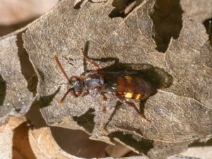 Nomada leucophthalma - Videgökbi