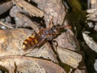 Nomada leucophthalma S Hålan, Hammars park, Malmö, Skåne, Sweden 20240512_0148