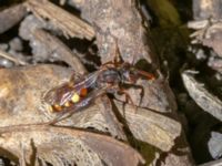 Nomada leucophthalma S Hålan, Hammars park, Malmö, Skåne, Sweden 20240512_0150