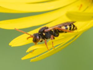 Nomada marschamella - Majgökbi