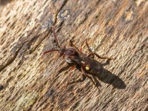 Nomada panzeri - Skogsgökbi