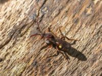 Nomada panzeri Måret, Häckeberga, Lund, Skåne, Sweden 20230513_0132