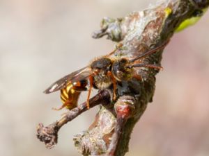 Nomada ruficornis - Trädgårdsgökbi