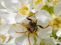 Nomada ruficornis Banvallen, Köpenhamnsstigen, Ribersborg, Malmö, Skåne, Sweden 20220501_0200