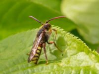 Nomada ruficornis Banvallen, Köpenhamnsstigen, Ribersborg, Malmö, Skåne, Sweden 20220501_0239