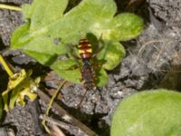 Nomada ruficornis Hammars park, Malmö, Skåne, Sweden 20230513_0154