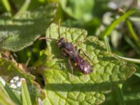 Nomada ruficornis Paddockarna, Ribersborg, Malmö, Skåne, Sweden 20230421_0051