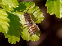 Nomada ruficornis Scaniaparken, Malmö, Skåne, Sweden 20220429_0072