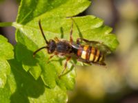 Nomada ruficornis Scaniaparken, Malmö, Skåne, Sweden 20220429_0077