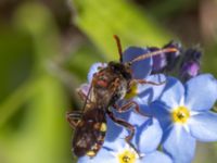 Nomada ruficornis Torups slottspark, Bara, Svedala, Skåne, Sweden 20220426_0021