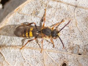 Nomada signata - Bandgökbi - Broad-banded Nomad Bee