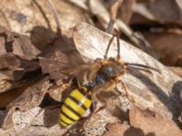 Nomada signata S Fuktsänkan, Hammars park, Malmö, Skåne, Sweden 20240415_0065