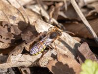 Nomada signata S Fuktsänkan, Hammars park, Malmö, Skåne, Sweden 20240415_0066