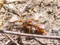 Nomada signata Sumpskogen, Klagshamns udde, Malmö, Skåne, Sweden 20240520_0036