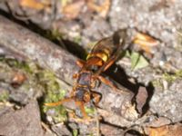 Nomada signata Sumpskogen, Klagshamns udde, Malmö, Skåne, Sweden 20240520_0045