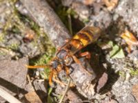 Nomada signata Sumpskogen, Klagshamns udde, Malmö, Skåne, Sweden 20240520_0047