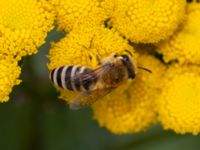 Colletes daviesanus Lilla kalkbrottet, Klagshamns udde, Malmö, Skåne, Sweden 20230814_0025