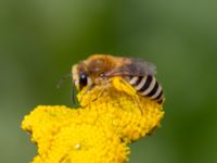 Colletes daviesanus Lilla kalkbrottet, Klagshamns udde, Malmö, Skåne, Sweden 20230814_0040