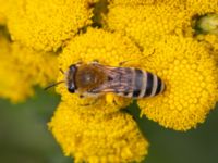 Colletes daviesanus Lilla kalkbrottet, Klagshamns udde, Malmö, Skåne, Sweden 20230814_0048