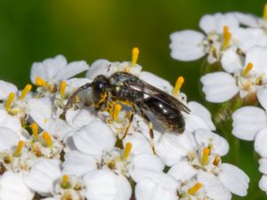 Hylaeus brevicornis - Småcitronbi