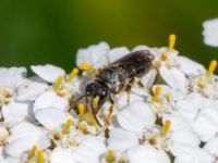 Hylaeus brevicornis St Pauli södra kyrkogård, Malmö, Skåne, Sweden 20230728_0021