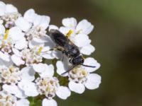 Hylaeus brevicornis St Pauli södra kyrkogård, Malmö, Skåne, Sweden 20230728_0025