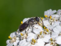 Hylaeus brevicornis St Pauli södra kyrkogård, Malmö, Skåne, Sweden 20230728_0038