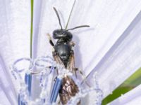 Hylaeus brevucornis Ridhuset, Klagshamns udde, Malmö, Skåne, Sweden 20230814_0014