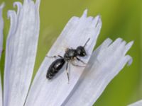 Hylaeus brevucornis Ridhuset, Klagshamns udde, Malmö, Skåne, Sweden 20230814_0016