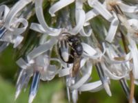 Hylaeus communis Sörbäcksängen, Malmö, Skåne, Sweden 20210823_0312