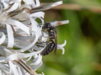 Hylaeus communis Sörbäcksängen, Malmö, Skåne, Sweden 20210823_0314