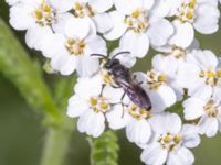 Hylaeus communis St Pauli södra kyrkogård, Malmö, Skåne, Sweden 20230721_0133