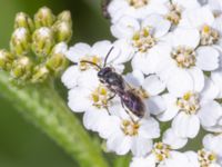 Hylaeus communis St Pauli södra kyrkogård, Malmö, Skåne, Sweden 20230721_0137