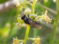 Hylaeus signatus Norra hamnen, Malmö, Skåne, Sweden 20210723_0045