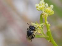 Hylaeus signatus Ruderatyta N infarten Limhamns kalkbrott, Malmö, Skåne, Sweden 20210727_0302