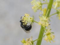 Hylaeus signatus Ruderatyta N infarten Limhamns kalkbrott, Malmö, Skåne, Sweden 20210727_0305