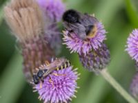 Bombus sylvarum et Gorytes quadrifasciatus NV grandungen, Toarp, Malmö, Skåne, Sweden 20230726_0124