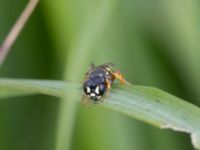 Philanthus triangulum NV grandungen, Toarp, Malmö, Skåne, Sweden 20230726_0119