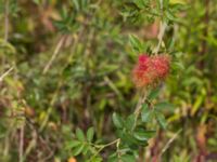 Diplolepis rosae gall Terekudden, Bunkeflo strandängar, Malmö, Skåne, Sweden 20140824_0059