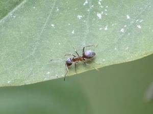 Lasius niger - Trädgårdsmyra