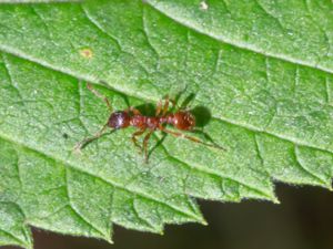 Myrmica ruginodis - Skogsrödmyra