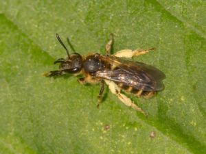 Lasioglossum calceatum - Mysksmalbi