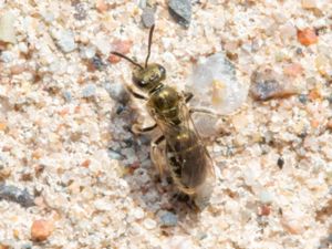 Lasioglossum nitidulum - Mursmalbi