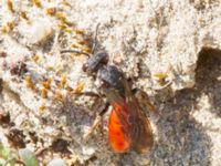 Sphecodes albilabris Everöds gamla banvall, Kristianstad, Skåne, Sweden 20160508_0191