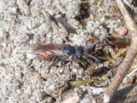 Sphecodes albilabris Sandheden, Klagshamns udde, Malmö, Skåne, Sweden 20240512_0110