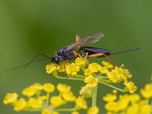 Ichneumonidae