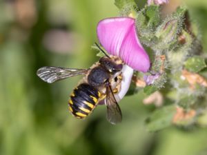 Anthidium manicatum - European Wool Carder Bee - Storullbi