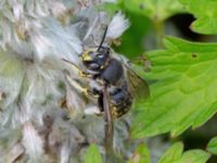 Anthidium manicatum Slottsträdgården, Malmö, Skåne, Sweden 20210722_0031