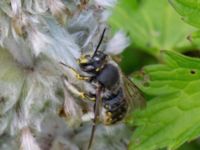 Anthidium manicatum Slottsträdgården, Malmö, Skåne, Sweden 20210722_0033